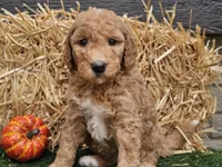 Serenity , a female Goldendoodle for sale in Boyden, IA – 7 of 10
