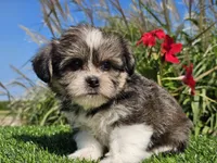 Evan, a male Shorkie for sale in Boyden, IA – 5 of 10