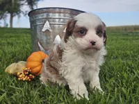 Omira, a female Cavapoo for sale in Boyden, IA – 6 of 10