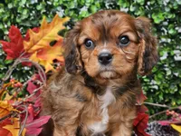 Tucker, a male Cavapoo for sale in Boyden, IA – 10 of 10