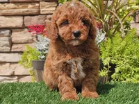 Darius, a male Poodle - Miniature  for sale in Boyden, IA – 3 of 10