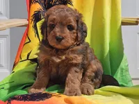 Sirius, a male Miniature Bernedoodle for sale in Boyden, IA – 5 of 10