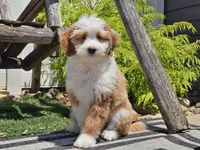 Halli, a female Miniature Aussiedoodle for sale in Boyden, IA – 5 of 10