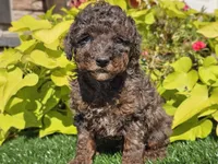 Pebbles, a male Poodle - Miniature  for sale in Boyden, IA – 8 of 10