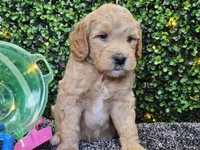 Finnigan , a male Whoodle for sale in Boyden, IA – 5 of 10