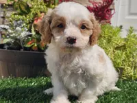 Greta, a female Cavapoo for sale in Boyden, IA – 6 of 10