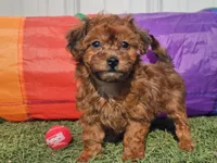 Brinkley, a female Havapoo for sale in Boyden, IA – Photo 2 of 9
