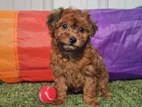Brinkley, a female Havapoo for sale in Boyden, IA – Photo 9 of 9