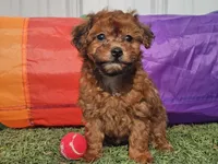 Brinkley, a female Havapoo for sale in Boyden, IA – Photo 8 of 9