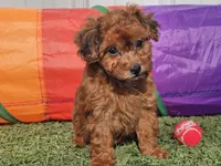 Brinkley, a female Havapoo for sale in Boyden, IA – Photo 5 of 9