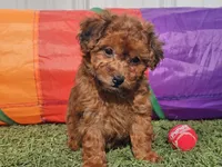 Brinkley, a female Havapoo for sale in Boyden, IA – Photo 6 of 9