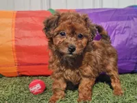 Brinkley, a female Havapoo for sale in Boyden, IA – Photo 1 of 9