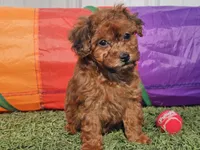 Brinkley, a female Havapoo for sale in Boyden, IA – Photo 4 of 9