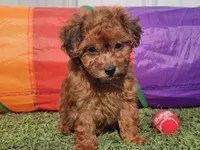 Brinkley, a female Havapoo for sale in Boyden, IA – Photo 3 of 9
