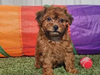 Brinkley, a female Havapoo for sale in Boyden, IA – Photo 7 of 9