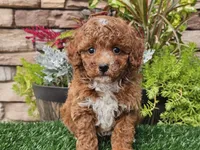 Django, a male Poodle - Miniature  for sale in Boyden, IA – 9 of 10