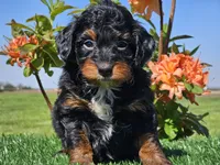 Jamy, a male Miniature Aussiedoodle for sale in Boyden, IA – 7 of 10