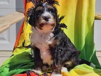 Seven, a male Miniature Bernedoodle for sale in Boyden, IA – 6 of 10