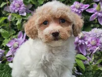 Cardi, a female Havapoo for sale in Boyden, IA – 3 of 10