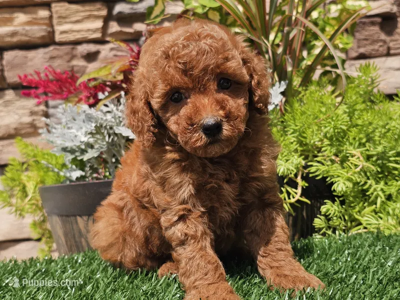 Dascha – Poodle - Miniature  puppy for sale in Boyden, IA
