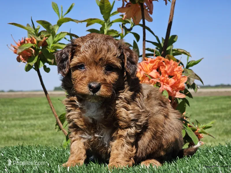 Jamie – Miniature Aussiedoodle puppy for sale in Boyden, IA