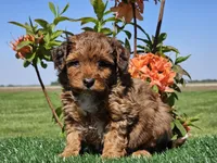 Jamie, a male Miniature Aussiedoodle for sale in Boyden, IA – 1 of 10