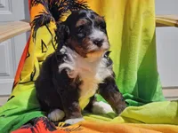 Seven, a male Miniature Bernedoodle for sale in Boyden, IA – 4 of 10