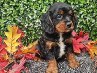Teddy, a male Cavapoo for sale in Boyden, IA – 2 of 10