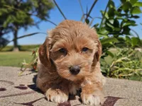Isabella , a female Havapoo for sale in Boyden, IA – 9 of 10