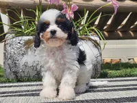 Truman, a male Cavapoo for sale in Boyden, IA – 10 of 10
