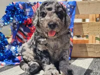 Kyros, a male Bernedoodle for sale in Boyden, IA – 4 of 10