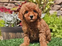 Dascha, a female Poodle - Miniature  for sale in Boyden, IA – 9 of 10