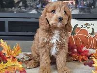 Renee, a female Cavapoo for sale in Boyden, IA – 7 of 10