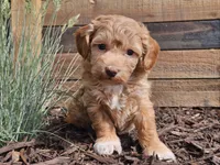 Rosa, a female Havapoo for sale in Boyden, IA – 5 of 10