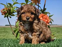 Jamie, a male Miniature Aussiedoodle for sale in Boyden, IA – 10 of 10