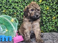 Fletcher , a male Whoodle for sale in Boyden, IA – 9 of 10