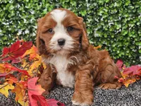 Toby, a male Cavapoo for sale in Boyden, IA – 6 of 10
