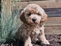 Raya, a female Havapoo for sale in Boyden, IA – 3 of 10