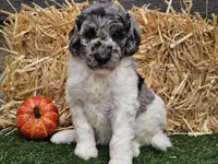 Snoopy, a male Goldendoodle for sale in Boyden, IA – 9 of 10