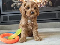 Maurice , a male Cavapoo for sale in Boyden, IA – 5 of 10