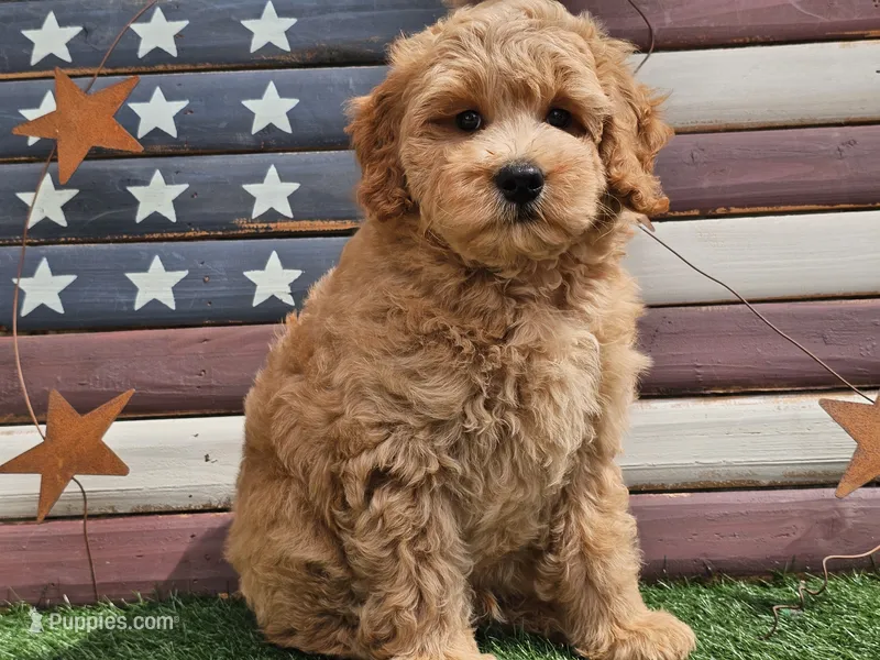 Jax – Miniature Goldendoodle puppy for sale in Boyden, IA