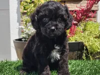 Grady, a male Cavapoo for sale in Boyden, IA – 6 of 10