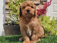Gibson, a male Cavapoo for sale in Boyden, IA – 2 of 10