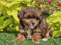 Navy, a female Shihpoo for sale in Boyden, IA – 9 of 10