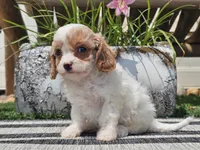 Taz, a male Cavapoo for sale in Boyden, IA – 10 of 10