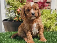 Gage, a male Cavapoo for sale in Boyden, IA – 8 of 10