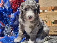 Keksi, a female Bernedoodle for sale in Boyden, IA – 9 of 10