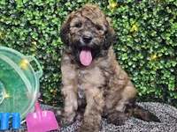 Fletcher , a male Whoodle for sale in Boyden, IA – 7 of 10