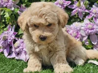 Colt, a male Havapoo for sale in Boyden, IA – 8 of 10