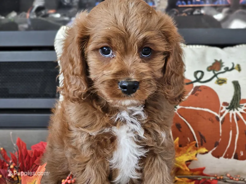 Ricky – Cavapoo puppy for sale in Boyden, IA
